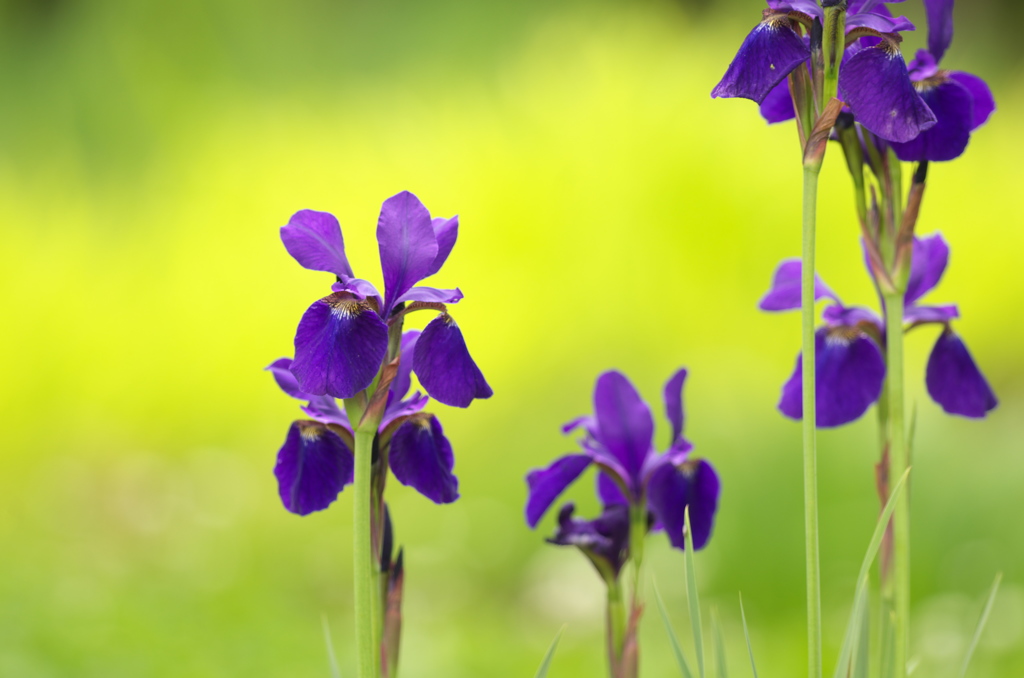 五月の花菖蒲