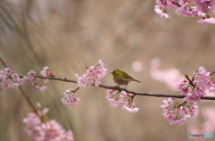 春を呼ぶ