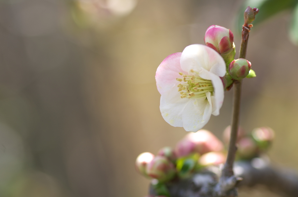 ボケの花３