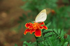 グッドタイミング