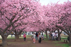 桜の回廊