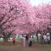 桜の回廊
