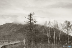 雲景　枯松