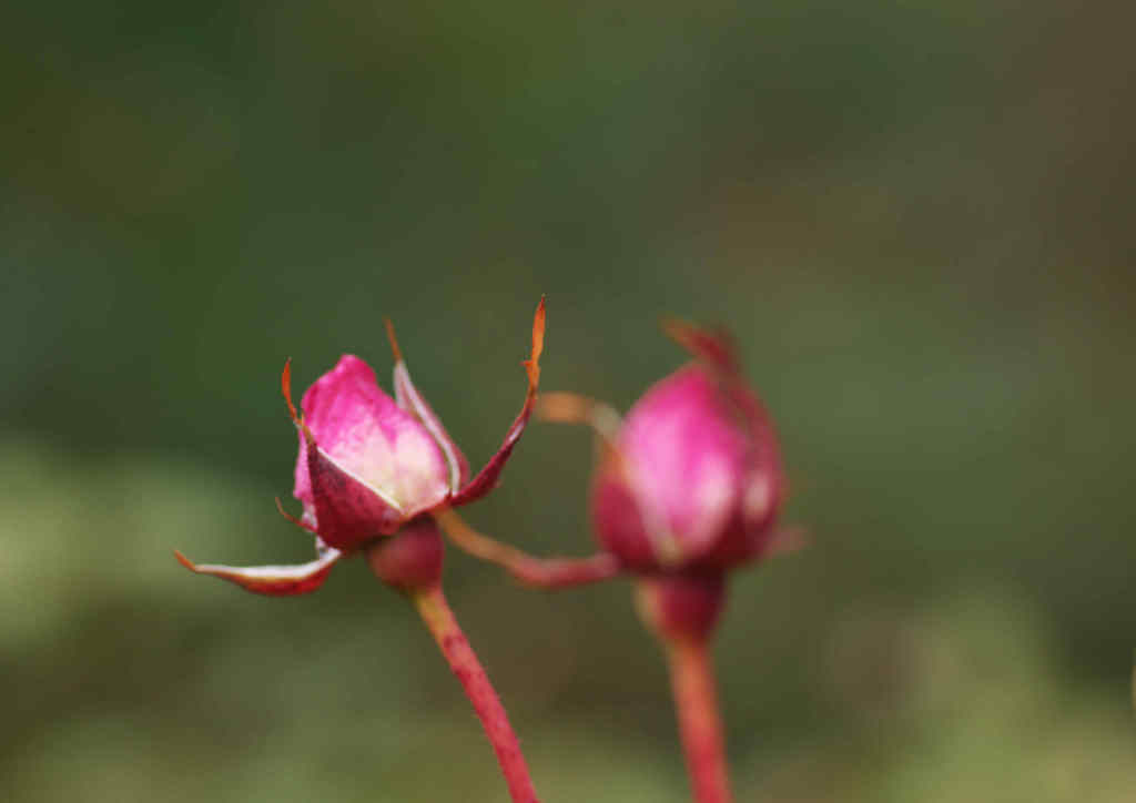 冬枯れのバラ２