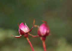 冬枯れのバラ２