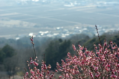 関東平野に紅梅