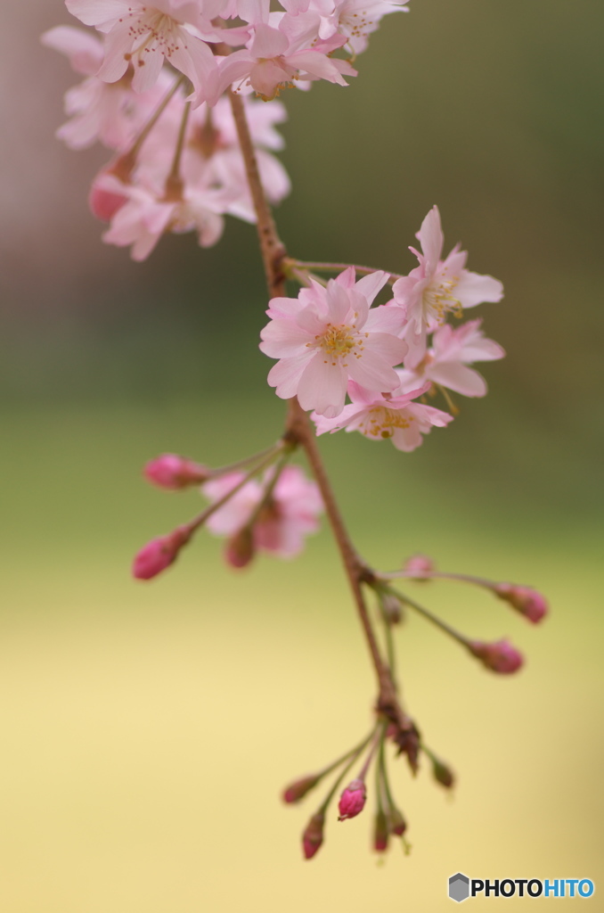 枝垂桜