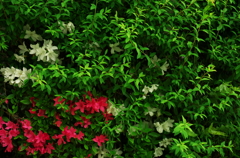 クルメツツジ　Rhododendron obtusum