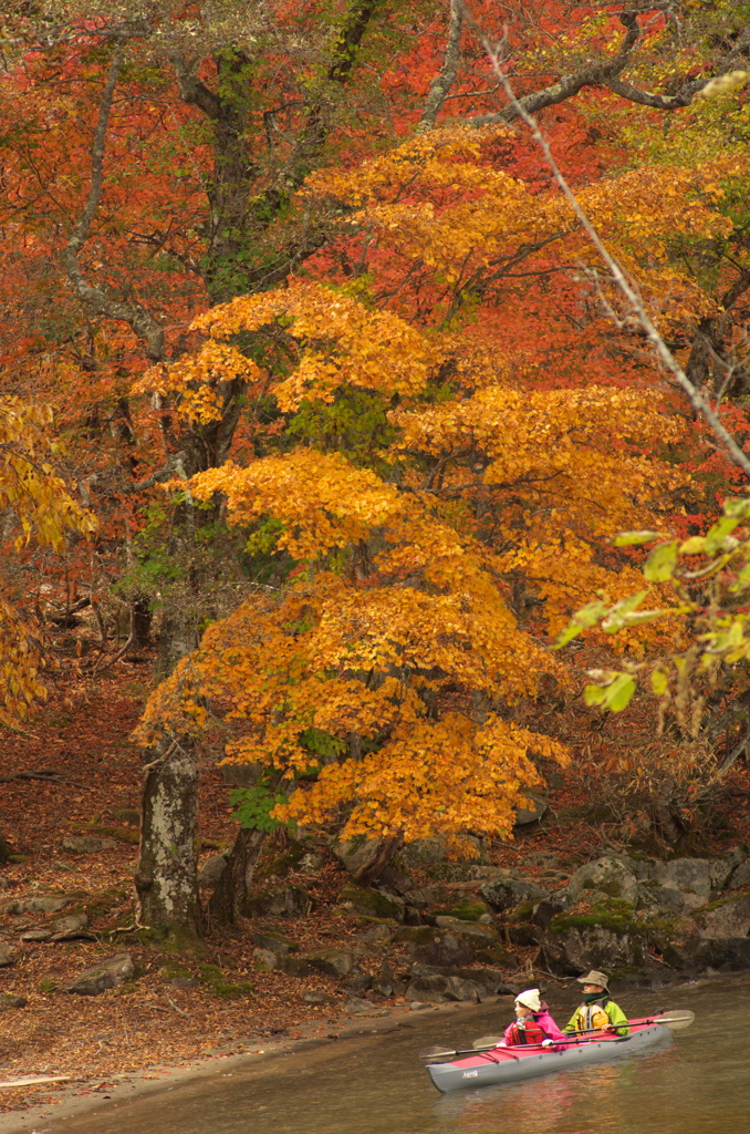 紅葉