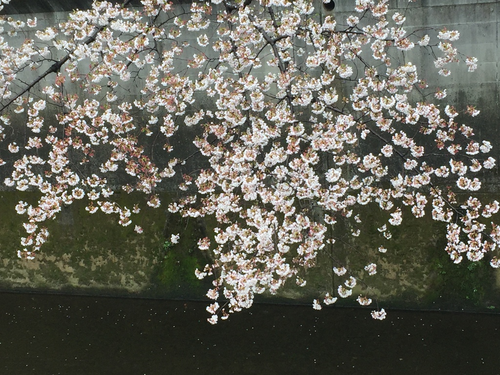 水面の桜