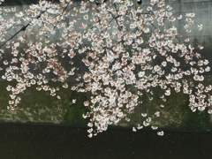 水面の桜