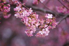 河津桜3