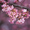 河津桜3