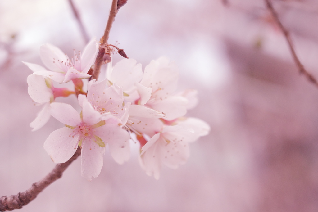 十月桜