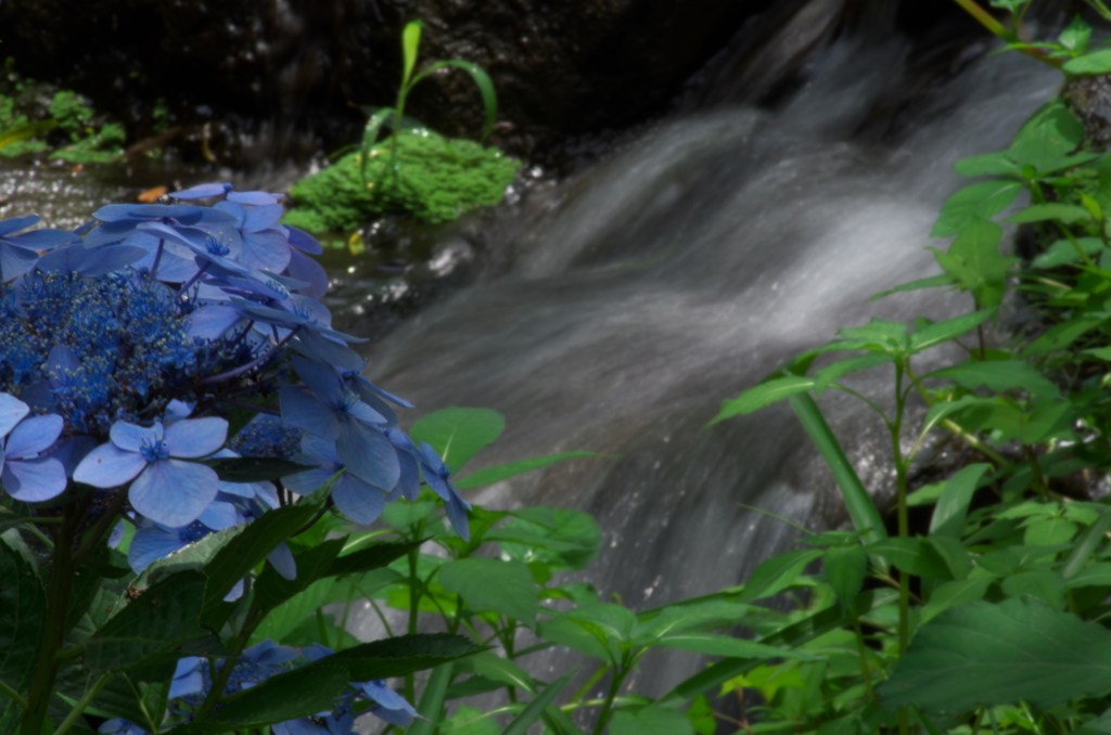 水辺の紫陽花