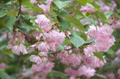 八重桜 (2)