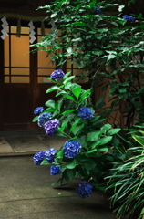 日枝神社　紫陽花