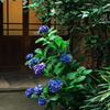 日枝神社　紫陽花