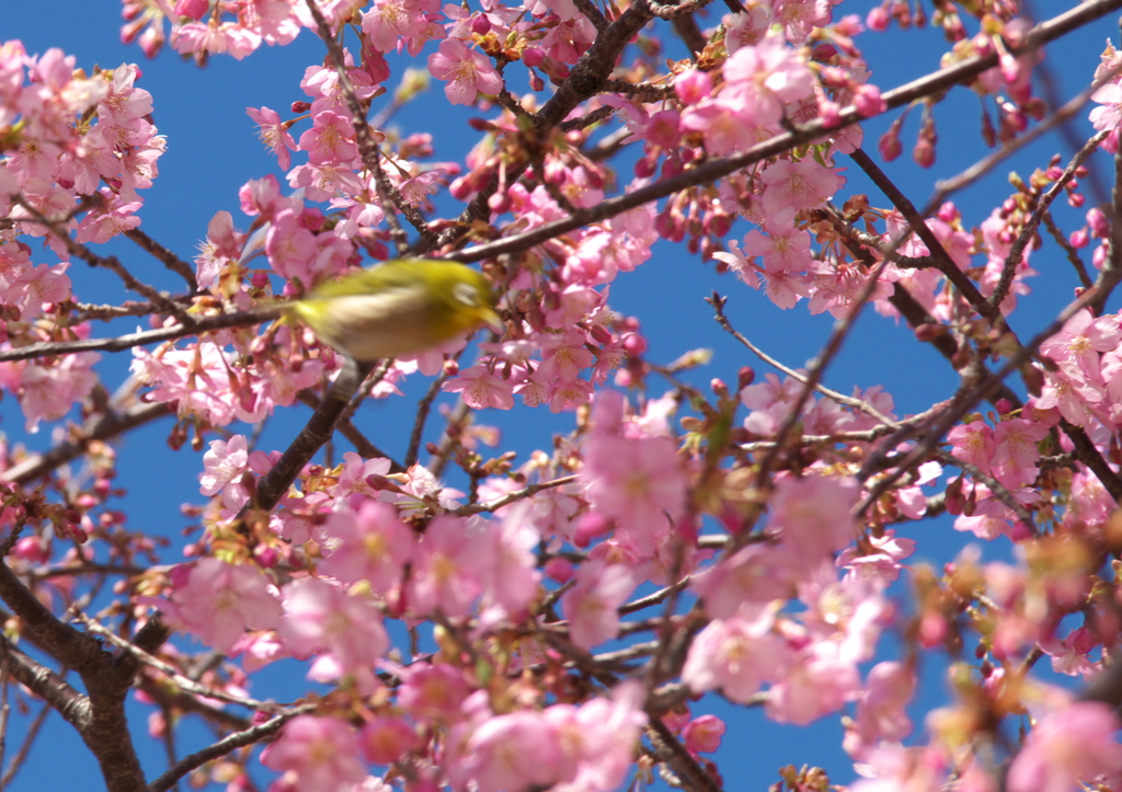 飛込み　　Flight