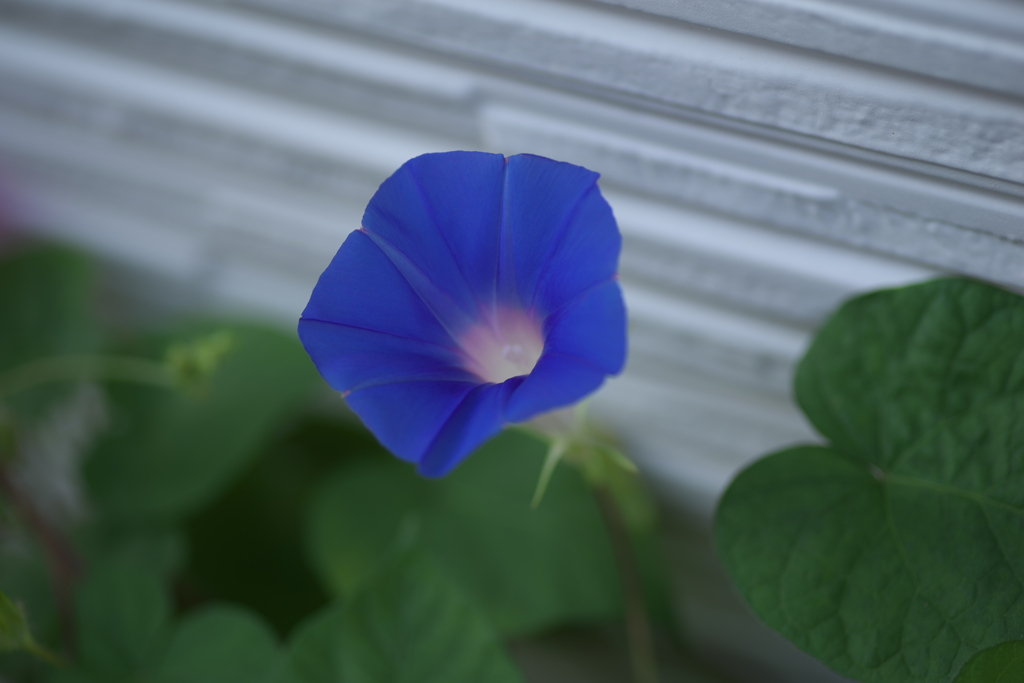 朝顔１