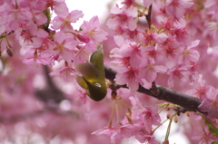 メジロと桜4