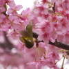 メジロと桜4