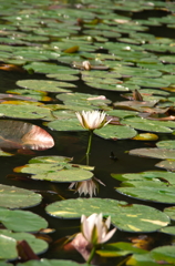 ある日の午後 (2)