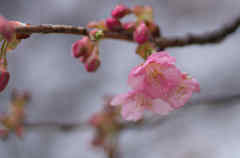 雨の河津桜5