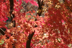 川村美術館の庭園2