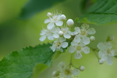 山椒の花