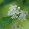 山椒の花