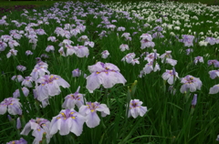 菖蒲の川