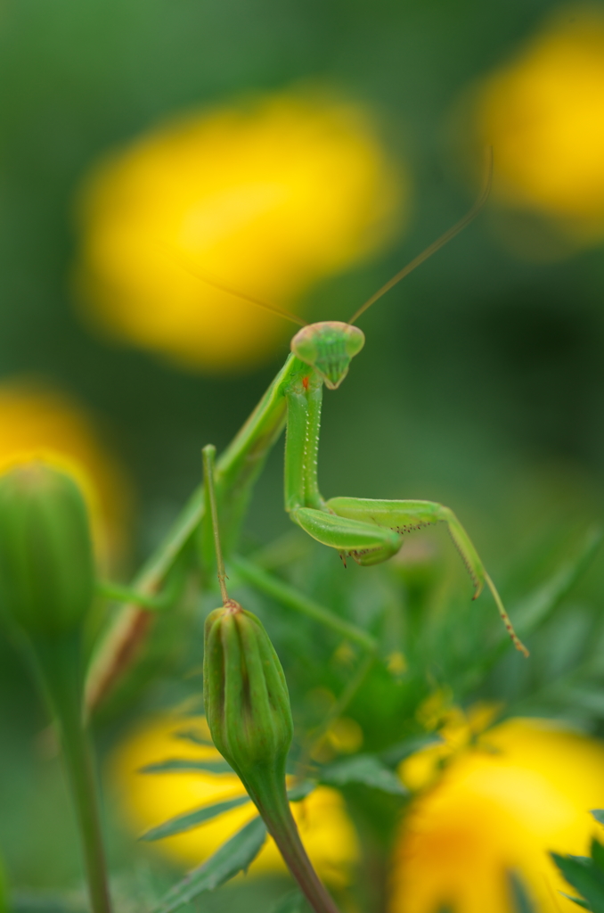 カマキリ