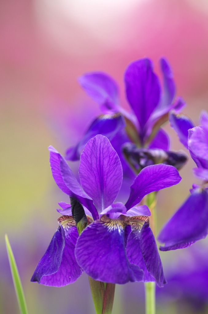 花菖蒲