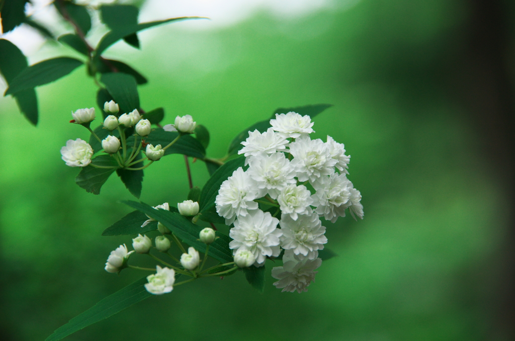 ウツギ　Deutzia  crenata