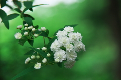 ウツギ　Deutzia  crenata