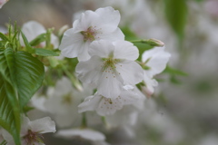 城址公園の桜