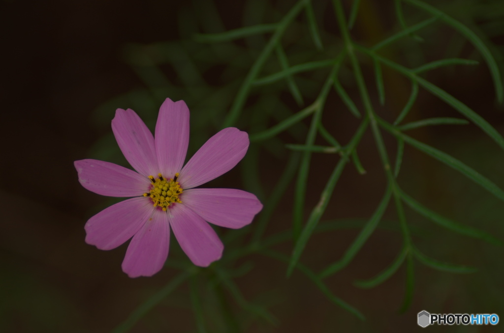 早咲きコスモス？