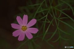 早咲きコスモス？