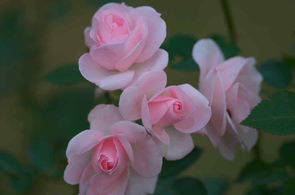 バラの花