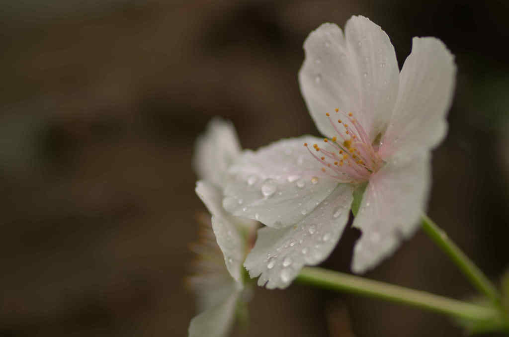 春雨