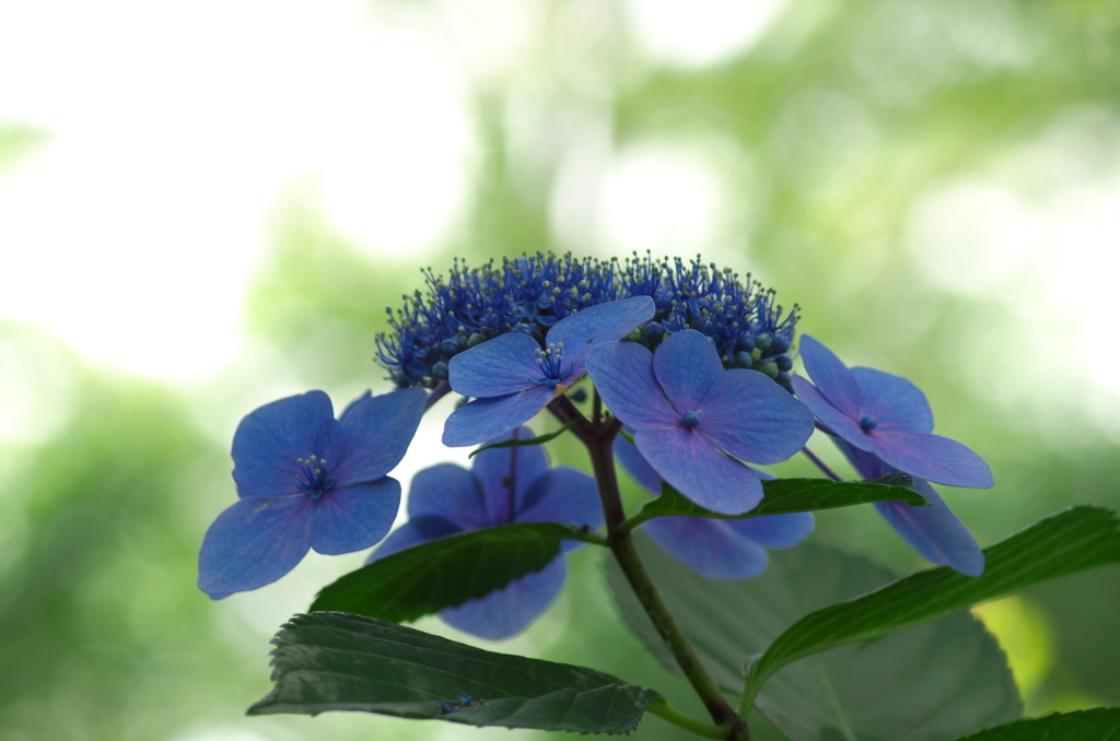 初夏の紫陽花