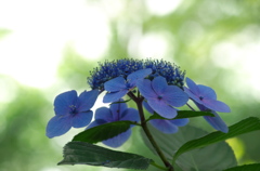 初夏の紫陽花