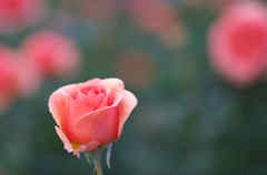 霜月の薔薇２