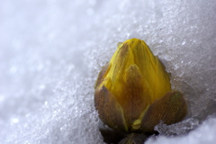 雪中花