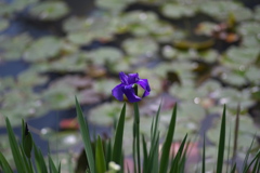 菖蒲