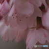 春を呼ぶ３
