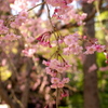 枝垂桜