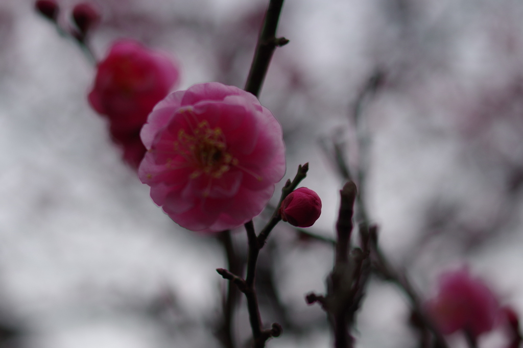 I早春紅梅