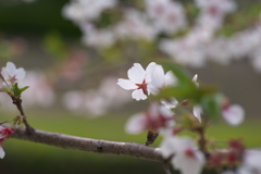 吉野桜